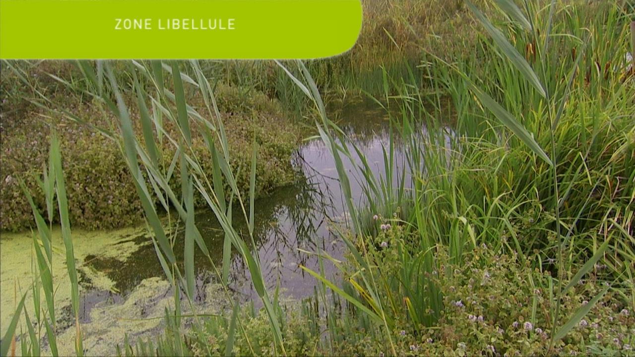 Zone libellule® : Valoriser vos eaux usées traitées et régénérer la biodiversité locale - SUEZ